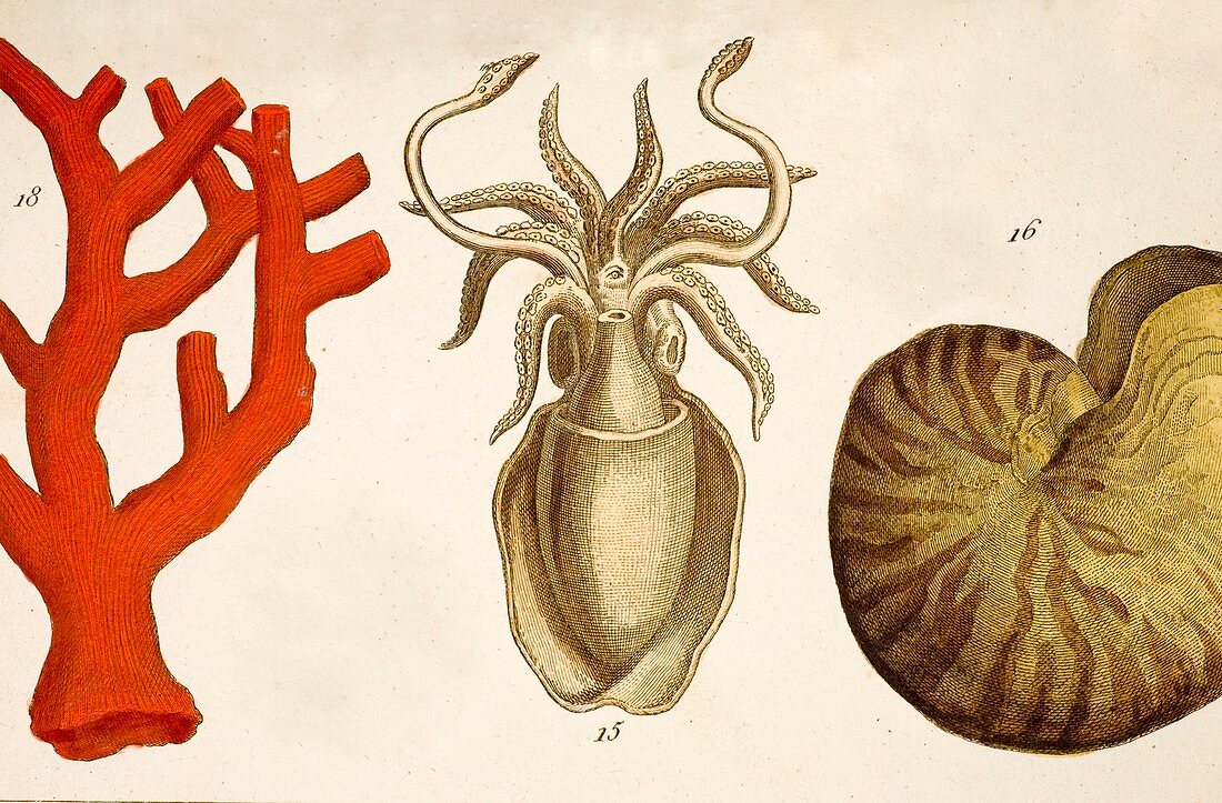 1750 coral squid & nautilus colour print