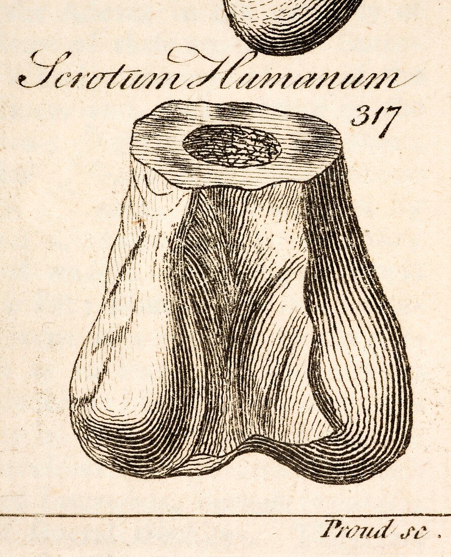 1763 Dinosaur bone misidentified scrotum