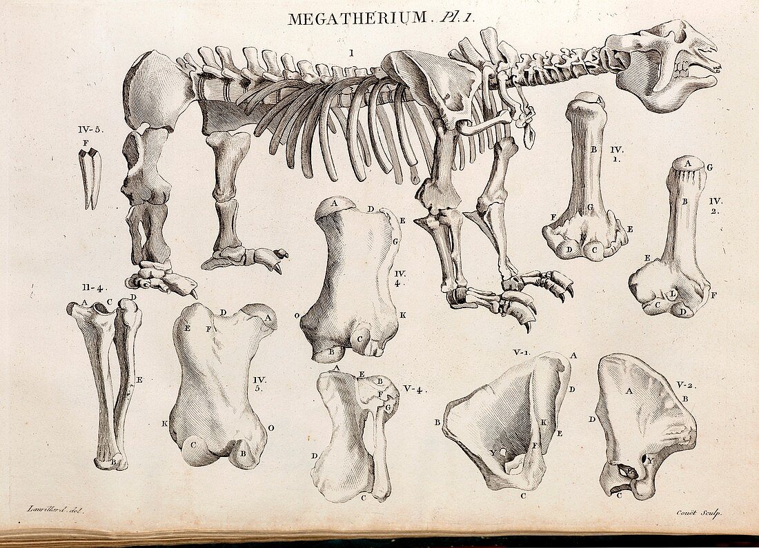 1804 Megatherium Cuvier Plate
