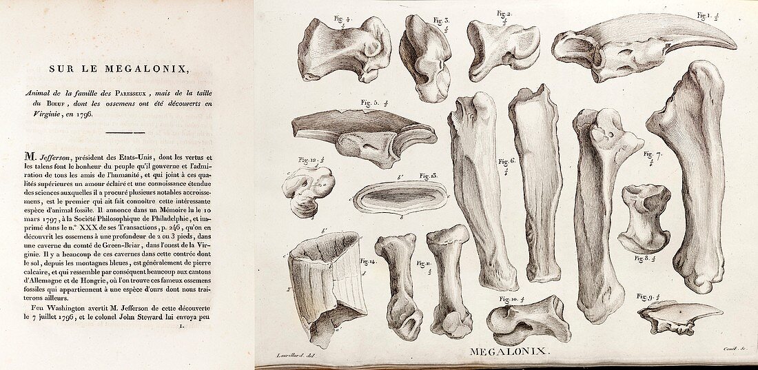 1812 Jefferson's Megalonyx by Cuvier
