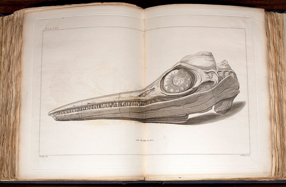 1814 Mary Anning first ichthyosaur skull