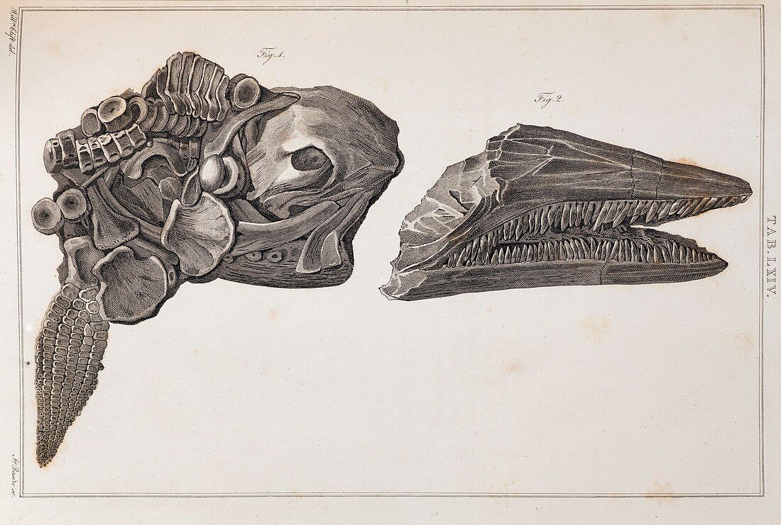 Ichthyosaur skull and paddle Everard Home