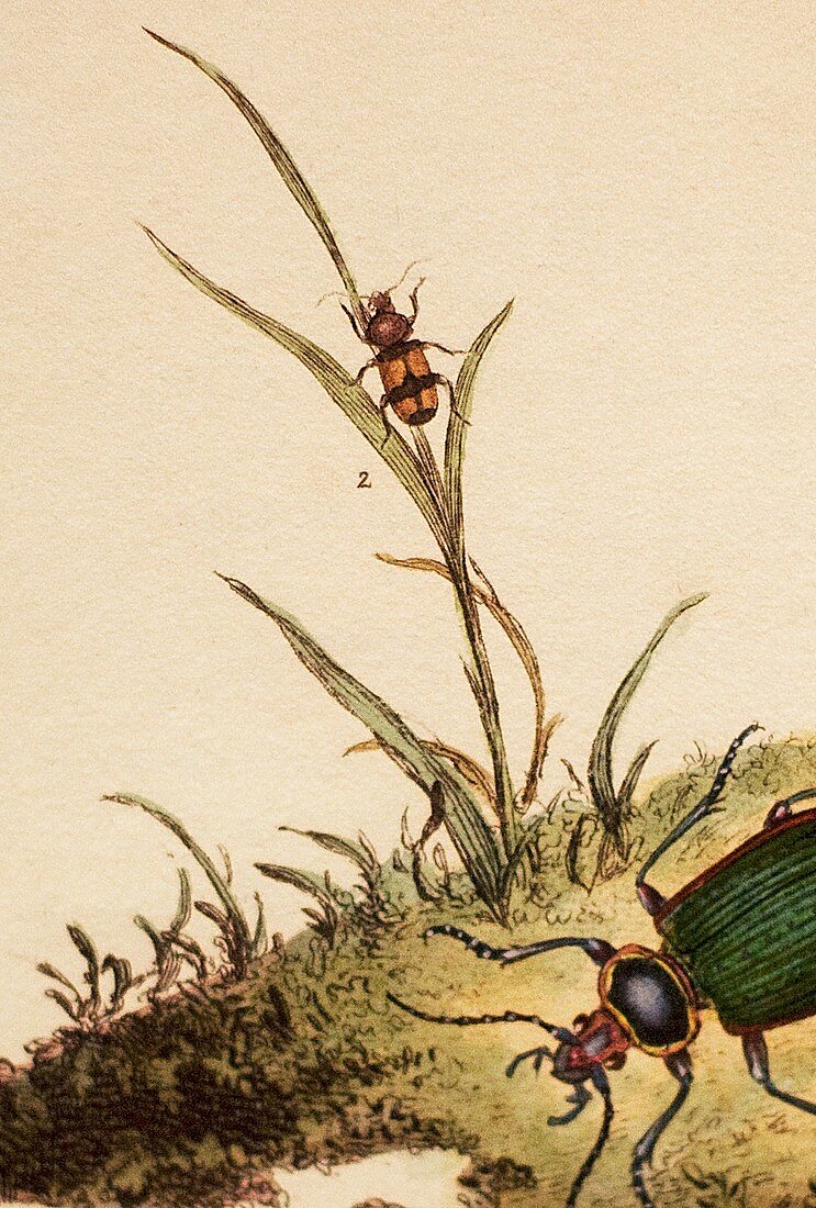 Panagaeus cruxmajor Darwin's lost beetle