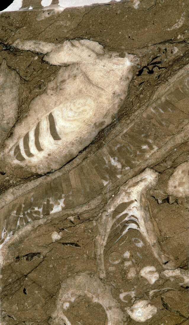 Fossil bivalves