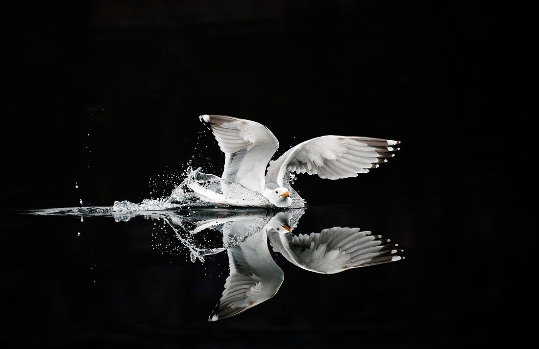 European herring gull landing on water