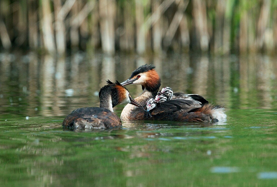 Great crested grebes feeding their chicks