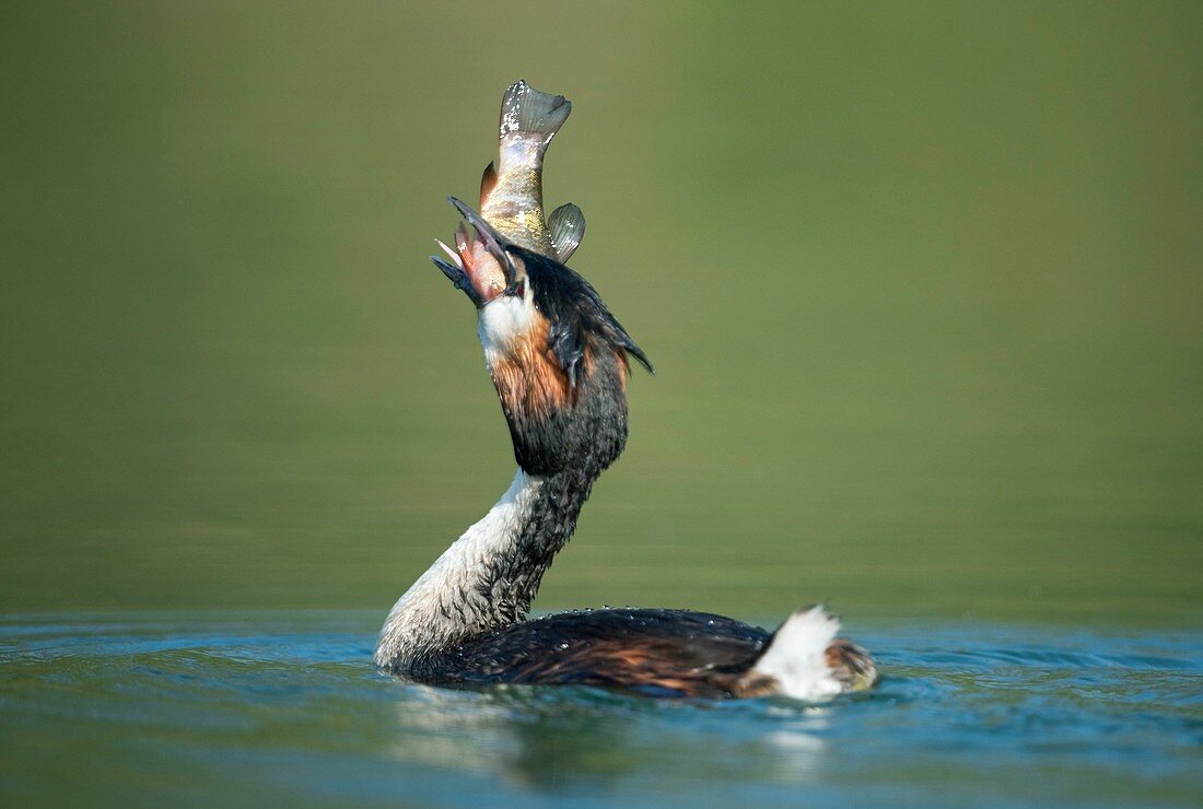Great crested grebe swallowing a fish