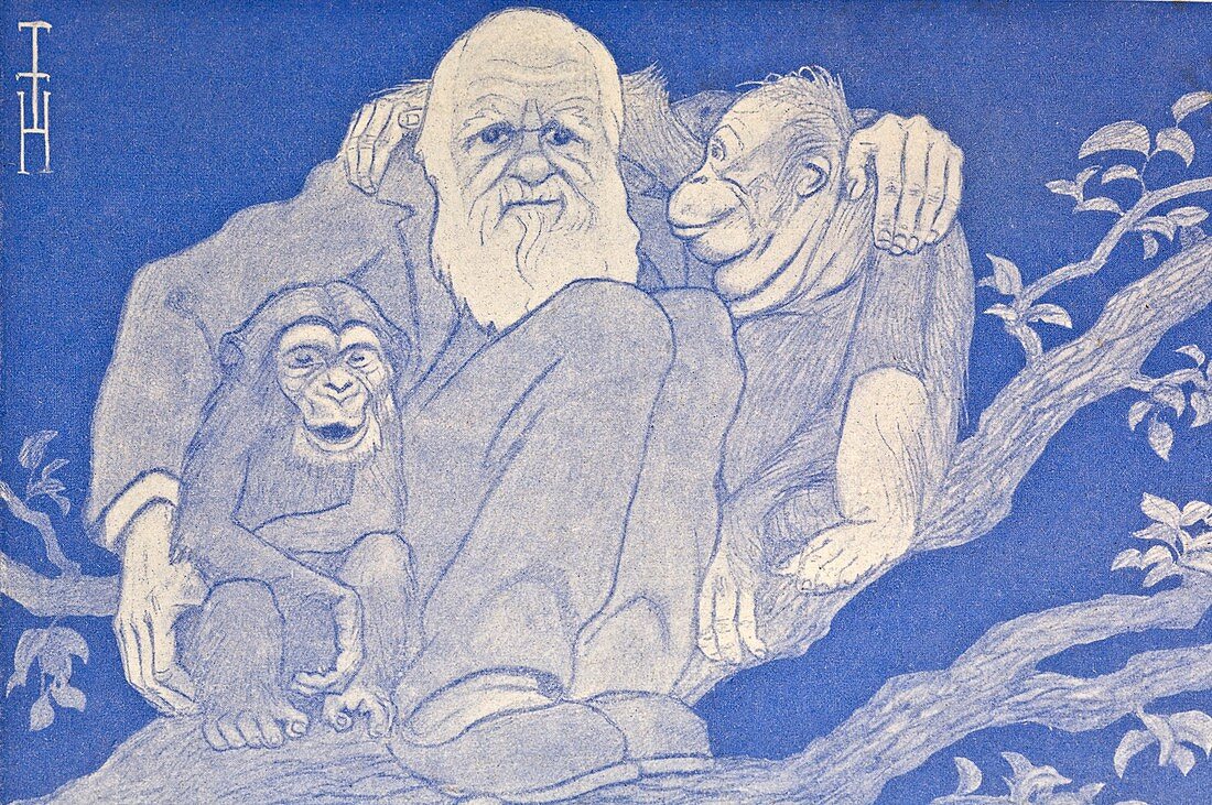 1909 Cartoon Darwin with Apes detail