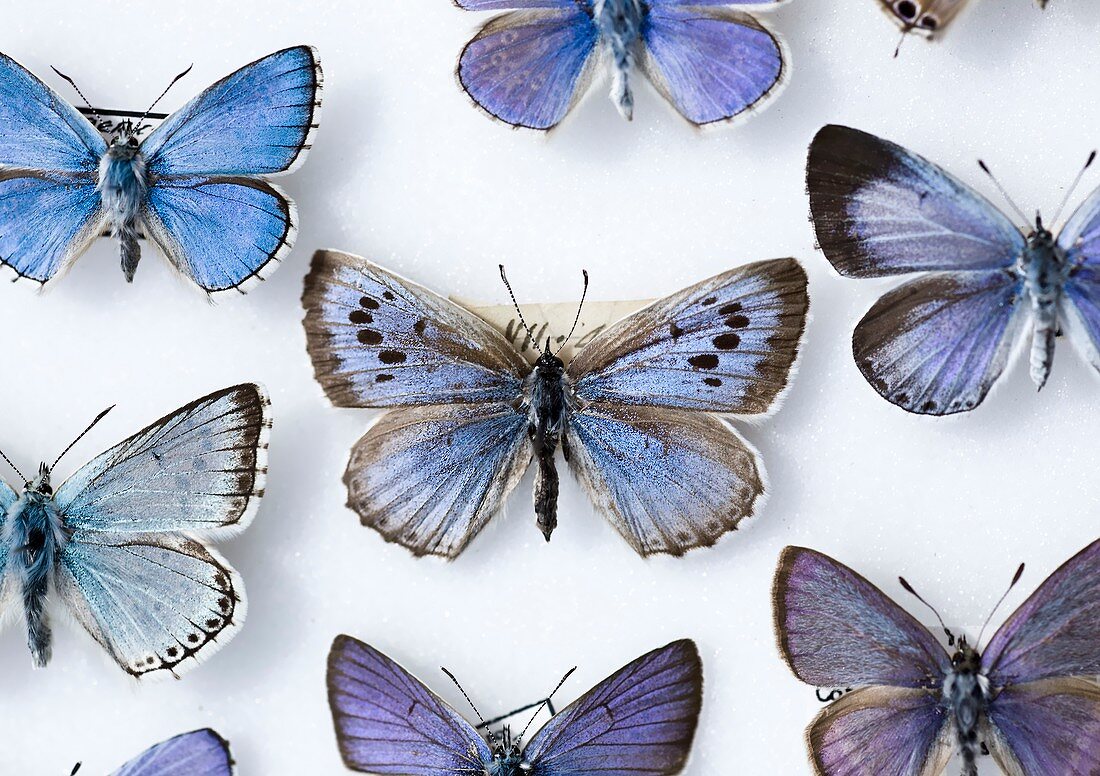 British large Blue butterfly colln. 1865