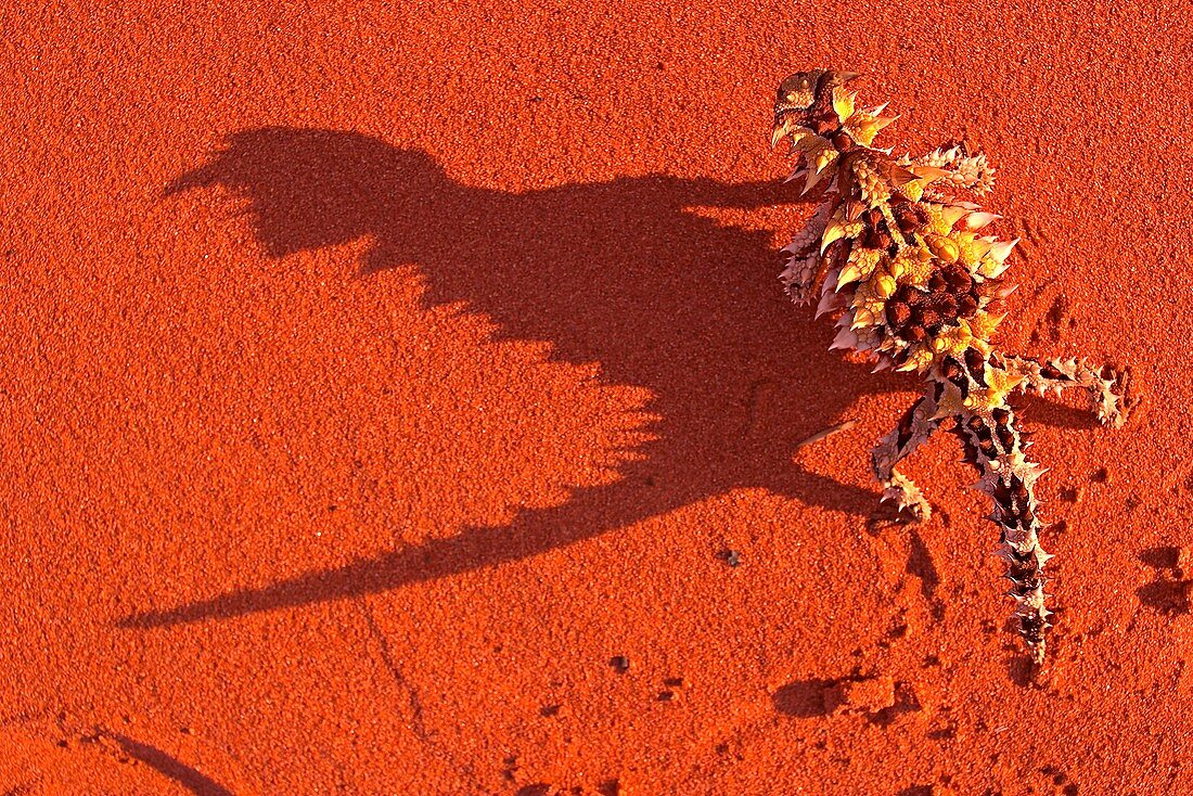Desert adapted Thorny Devil Australia