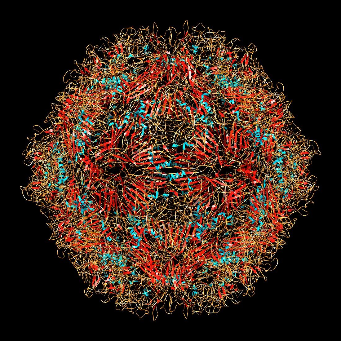 Parvovirus particle,molecular model