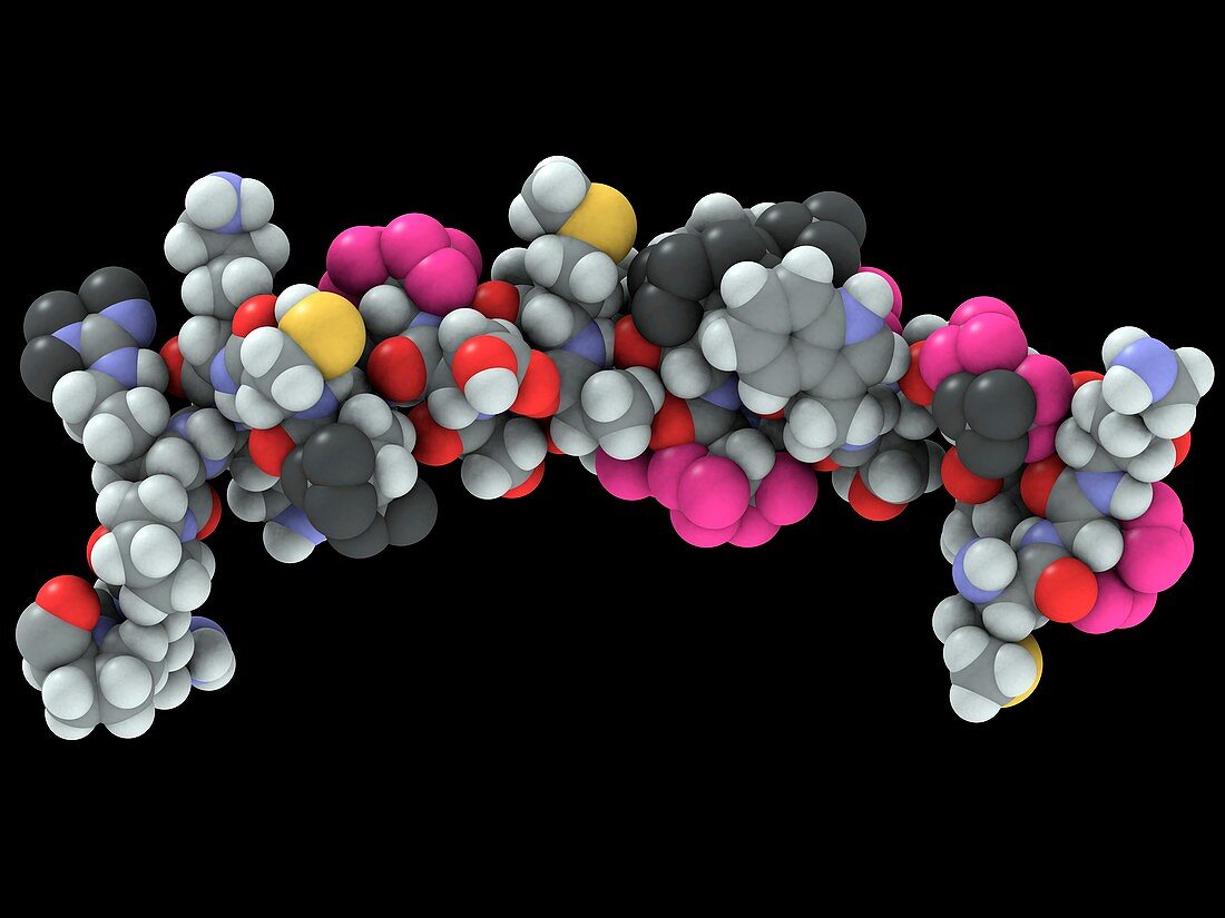 Bovine prion protein,molecular model