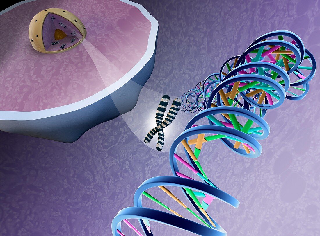 Cellular packaging of DNA,artwork