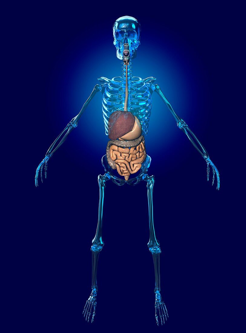 Human digestive system,artwork