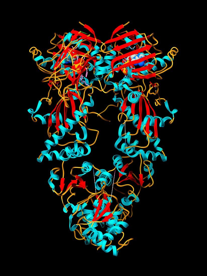 Heat shock protein 90 chaperone complex