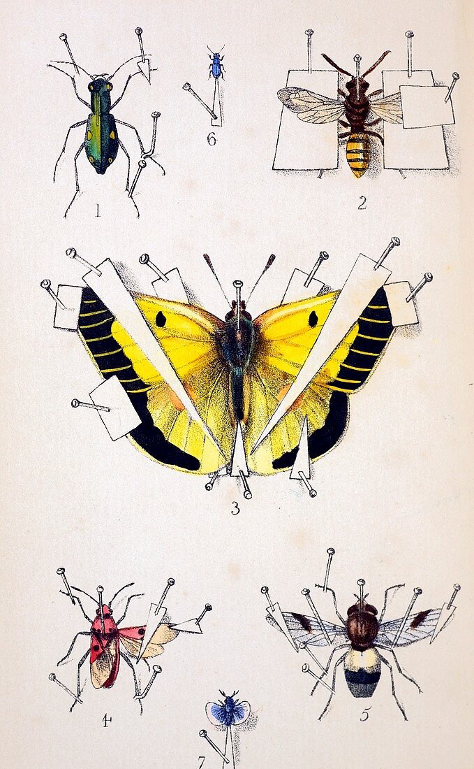 19th Century Insect setting board