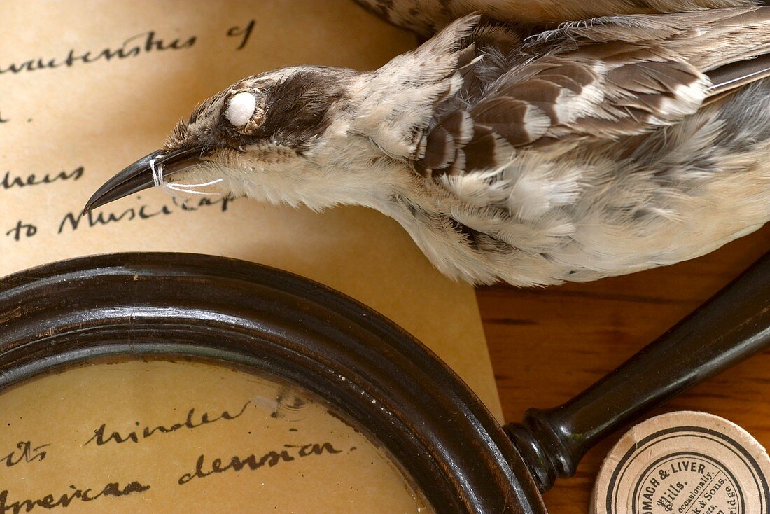Preserved Galapagos Mockingbird