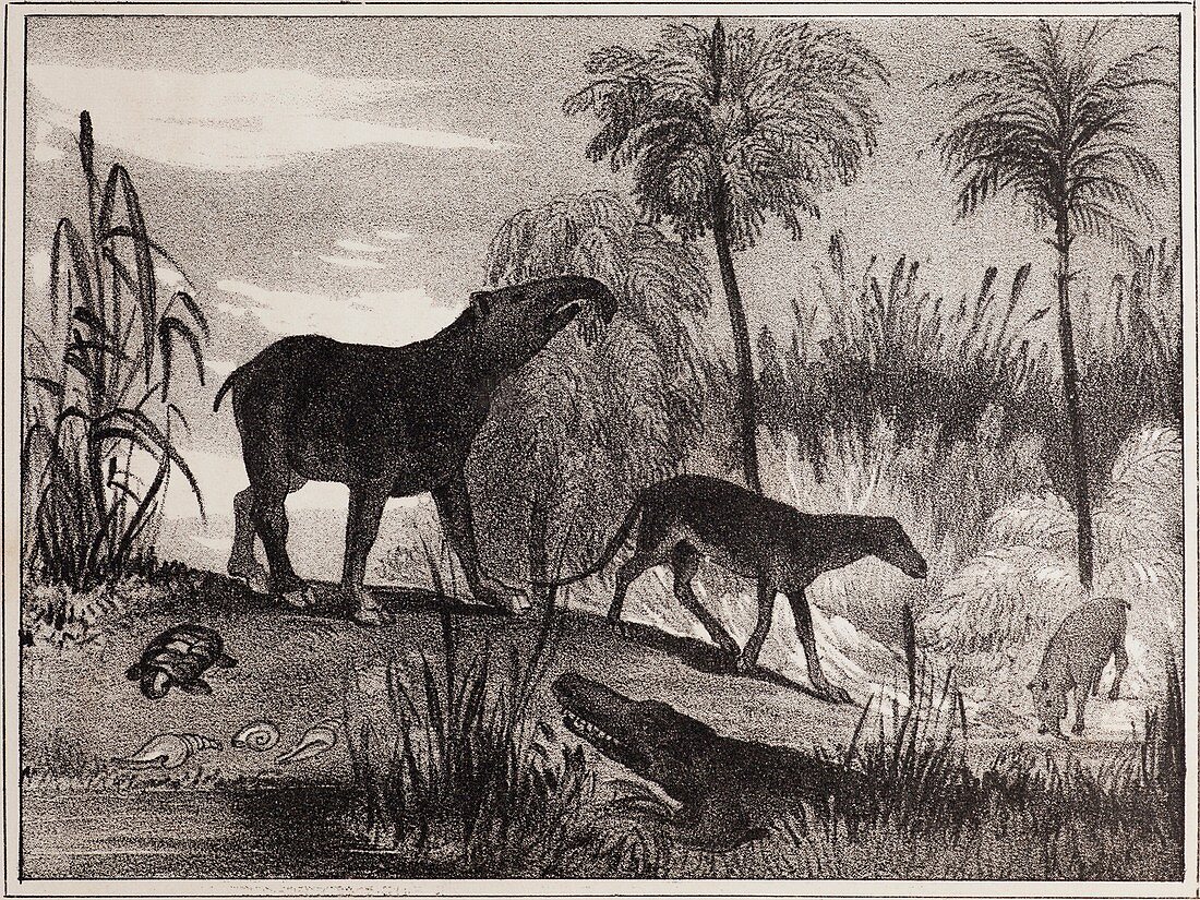 1837 Extinct prehistoric animals Paris