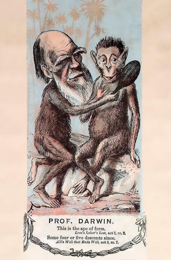 1874 Monkey Darwin cartoon by Faustin