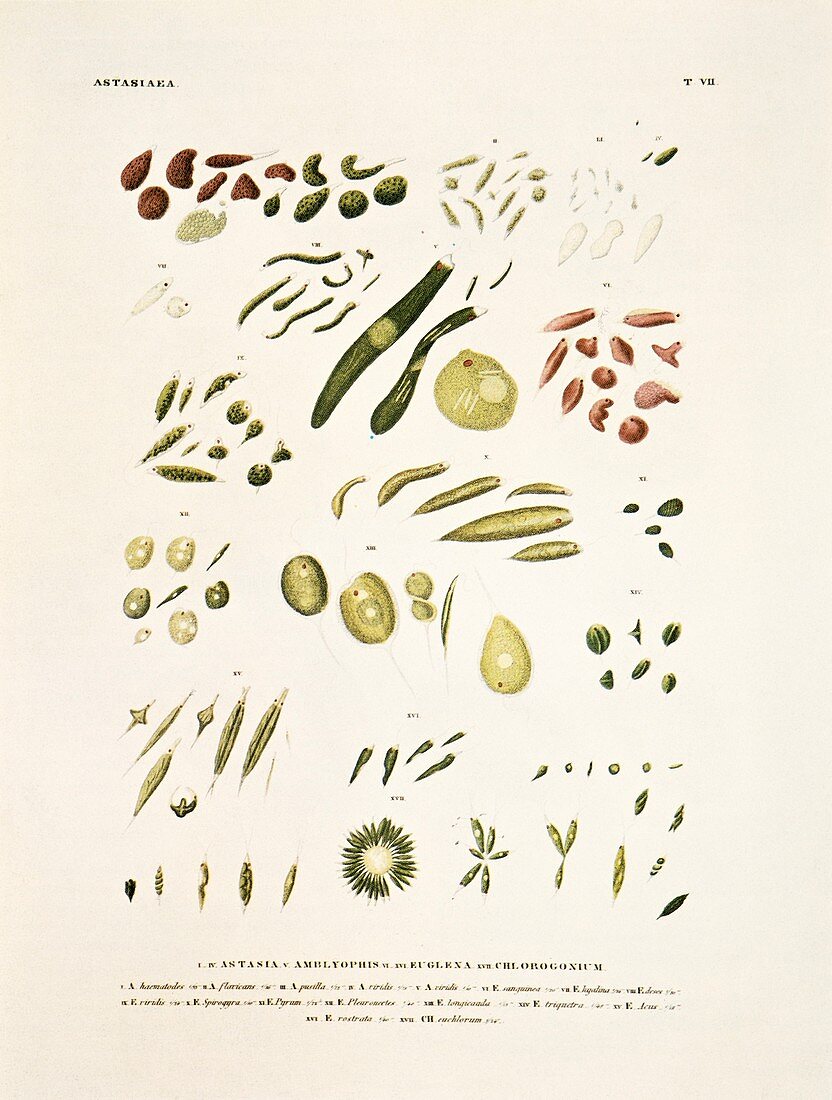 Protozoa,historical artwork