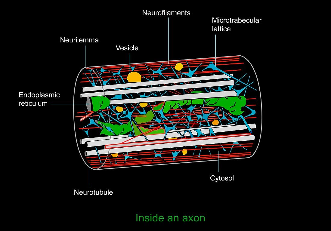 Axon anatomy,diagram