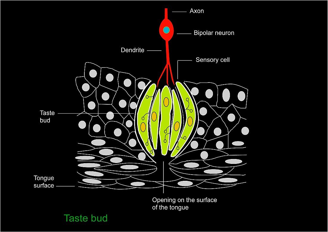 Taste bud anatomy,diagram