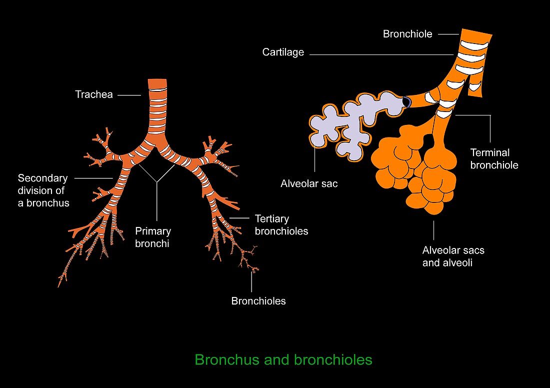 Bronchus and bronchioles,diagram