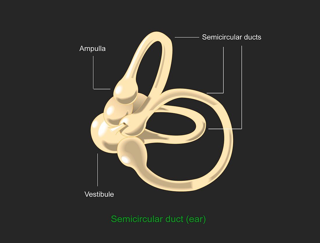 Semicircular canal,diagram