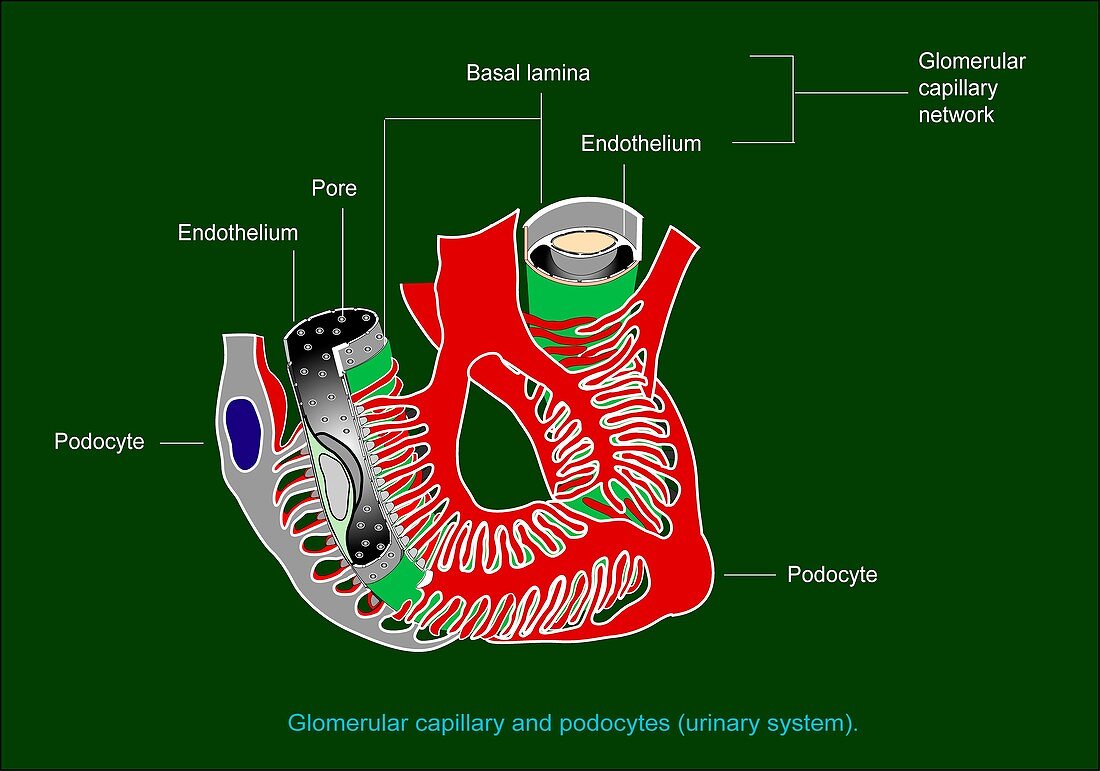 Glomerular anatomy,diagram