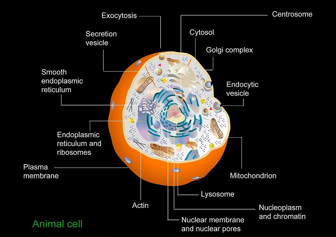 Animal cell anatomy,diagram