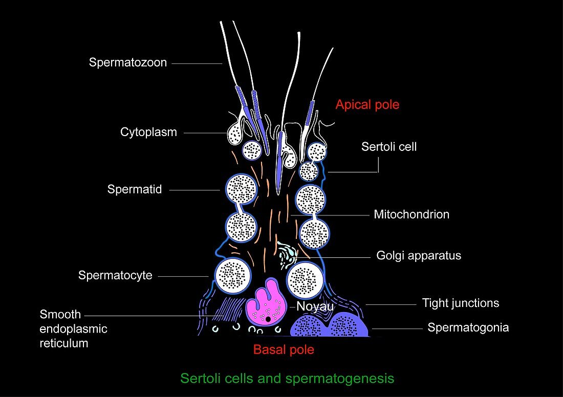 Sertoli cells,diagram