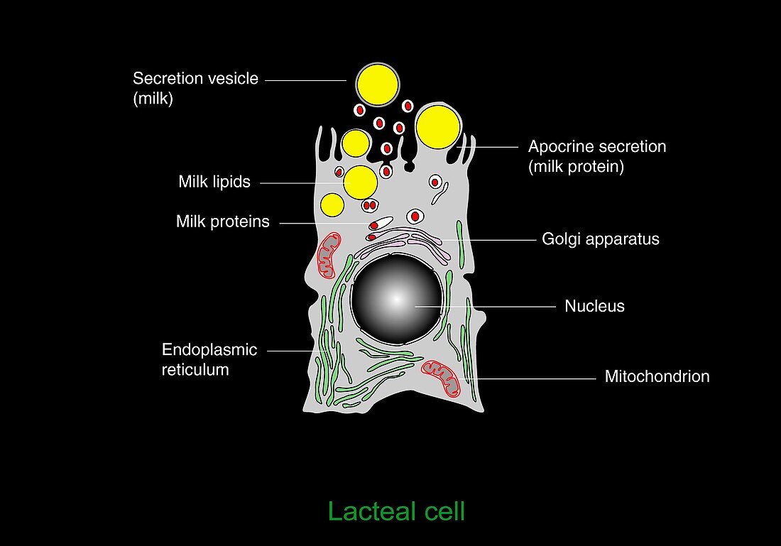 Milk-producing cell,diagram