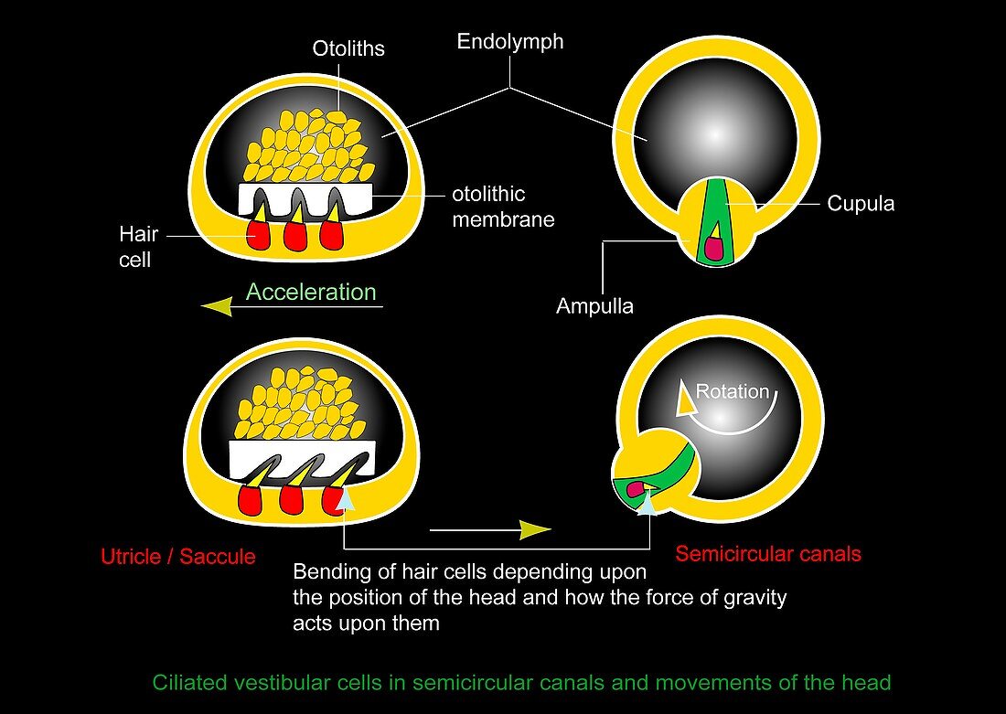 Vestibular ciliated cells,diagram
