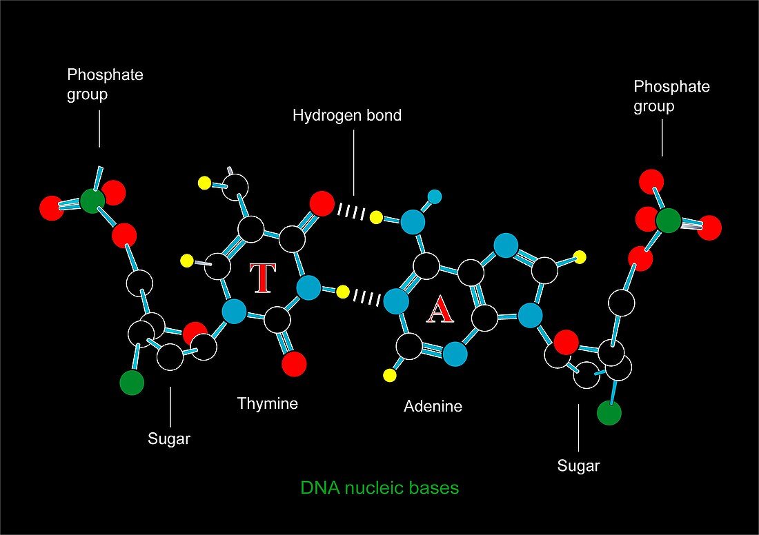 DNA nucleotides,artwork