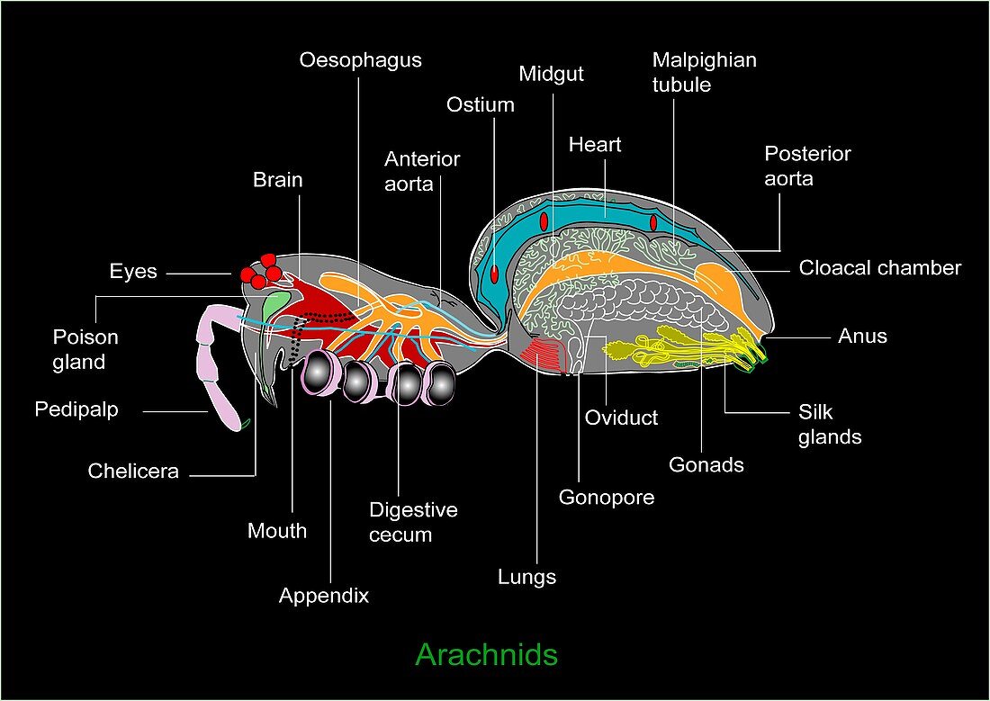 Arachnid anatomy,artwork