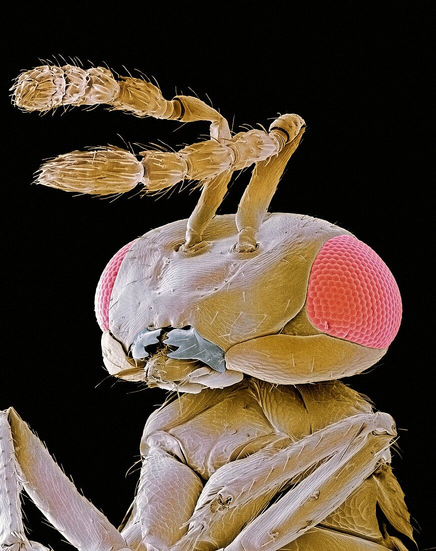Parasitic wasp,SEM
