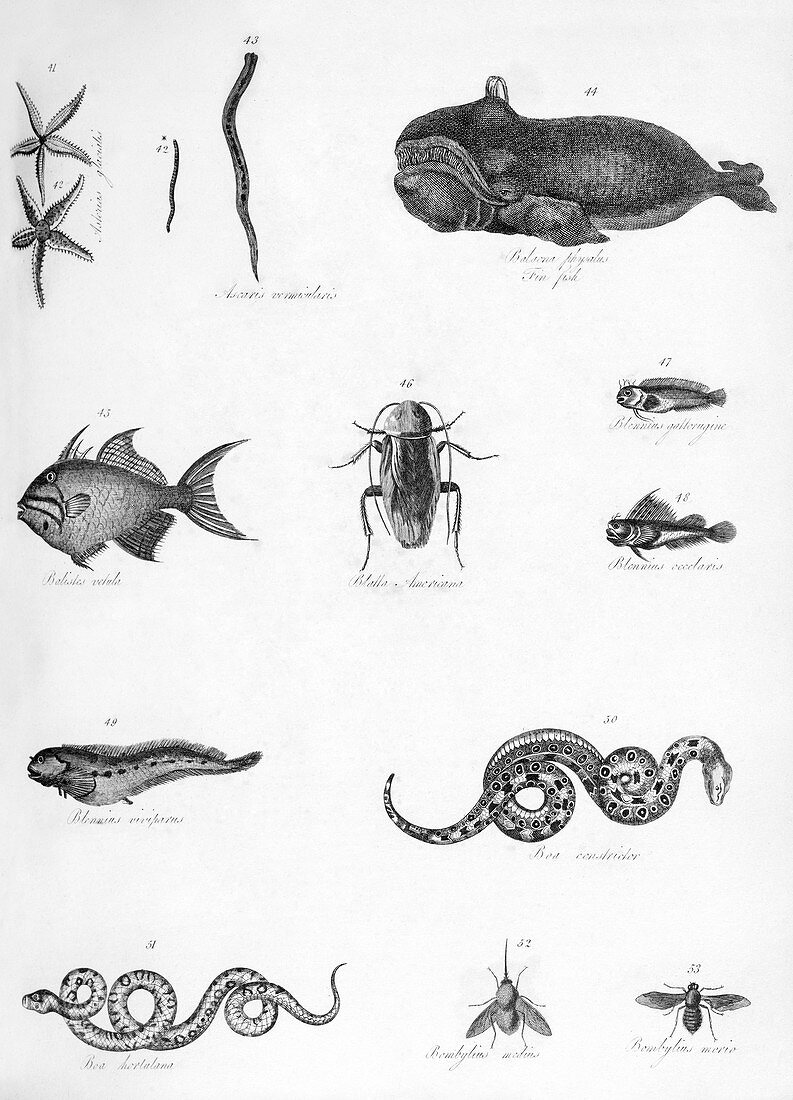 Various animals illustrated,19th century