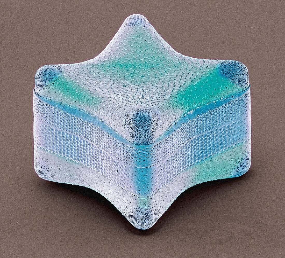 Diatom,SEM