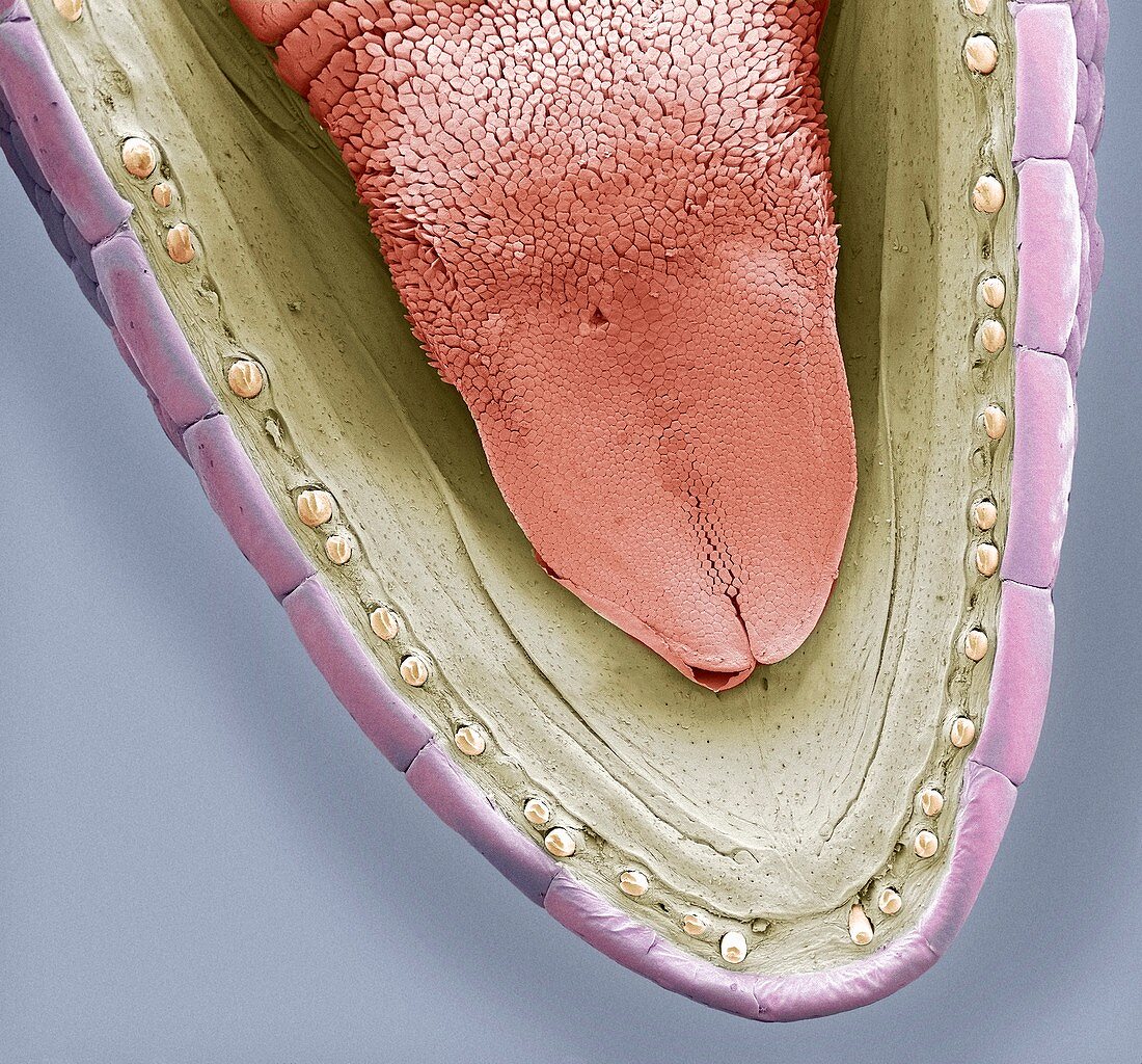 Lower jaw of a gecko,SEM