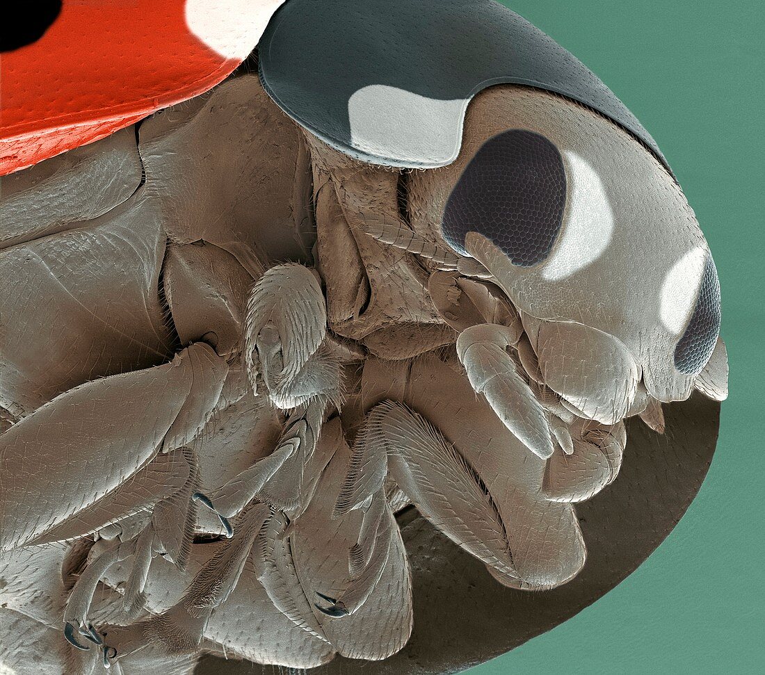 Seven-spot ladybird,SEM