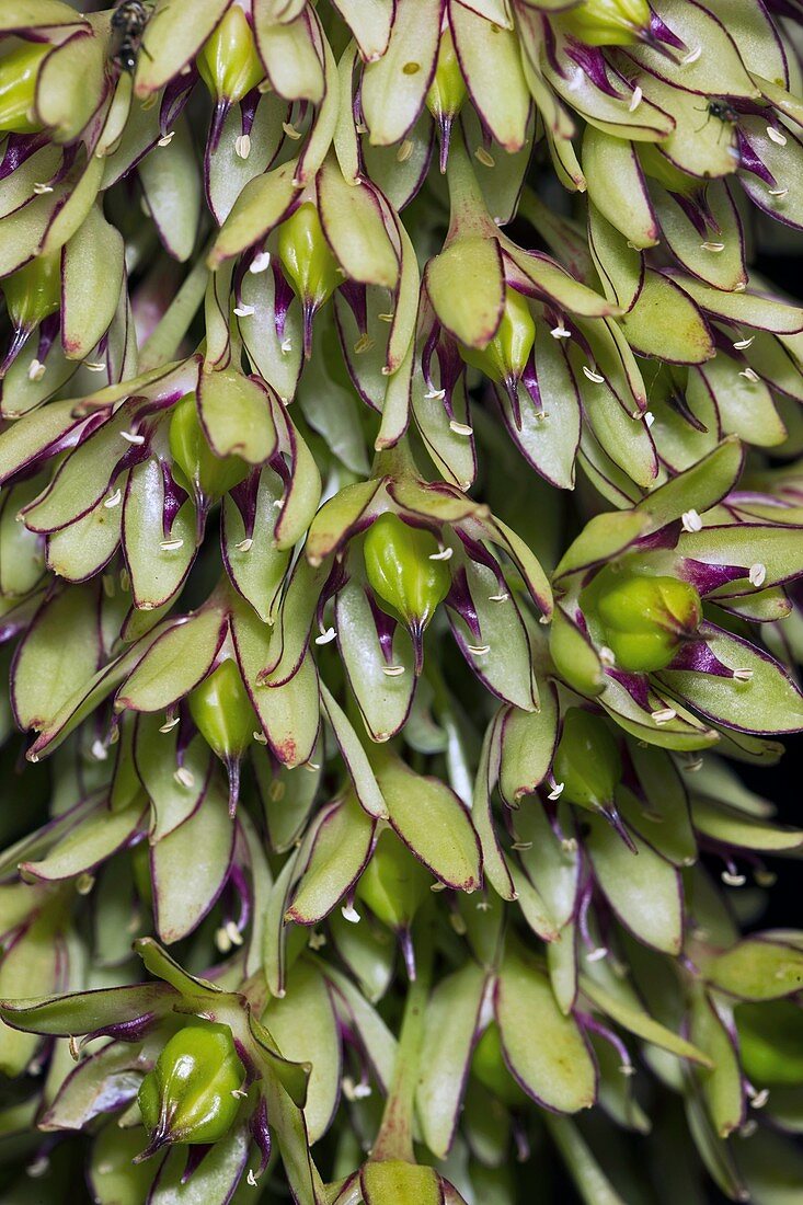 Pineapple Lily (Eucomis bicolor)