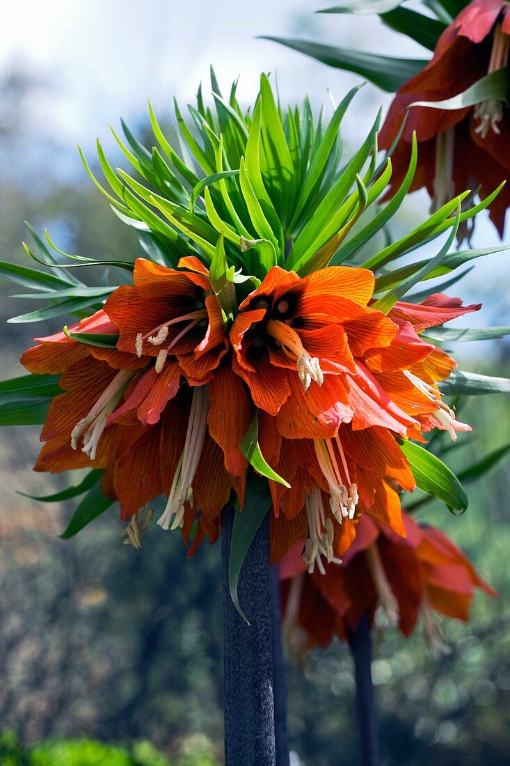 Fritillary (Fritillaria imperialis)