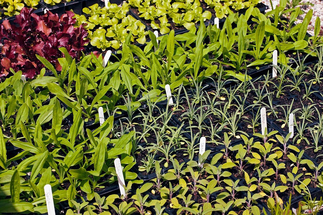Seedlings with labels
