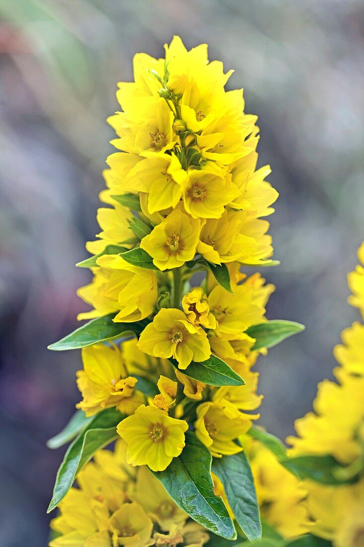 Yellow Loosestrife (Lysimachia vulgaris)