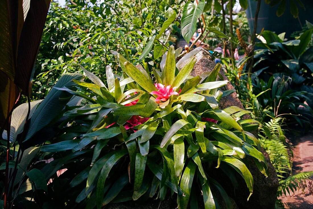 Bromeliad plant