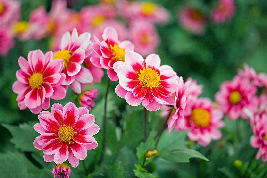 Dahlia 'Amozone'