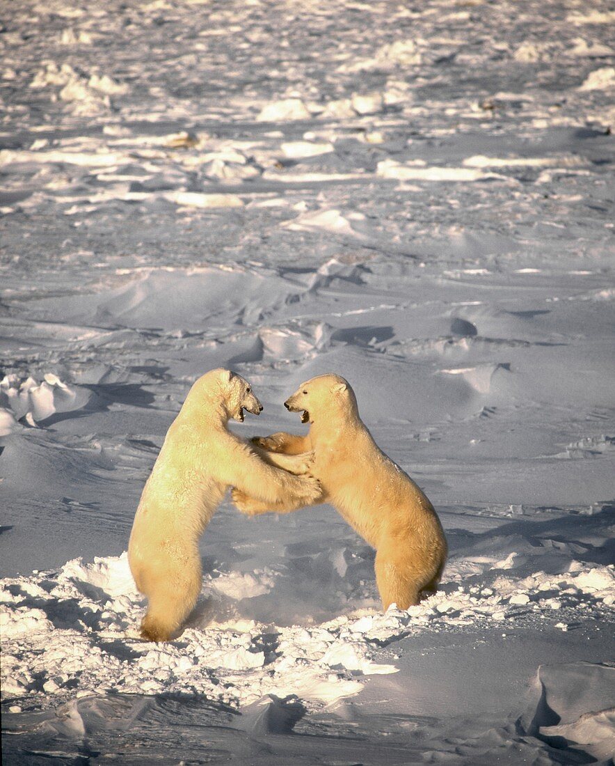 Polar bears playing