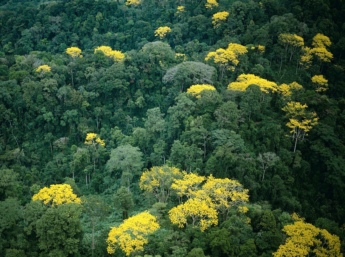 Flowering rainforest,Costa Rica