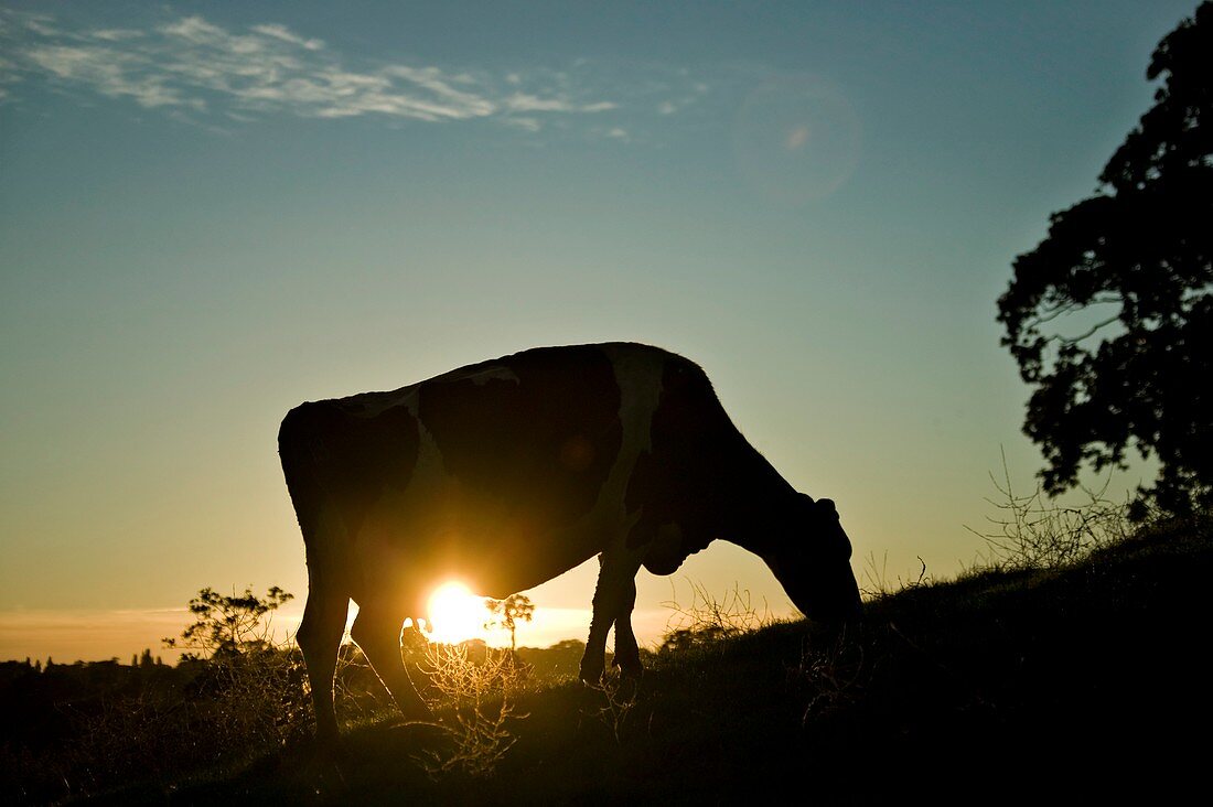 Cow grazing at sunset