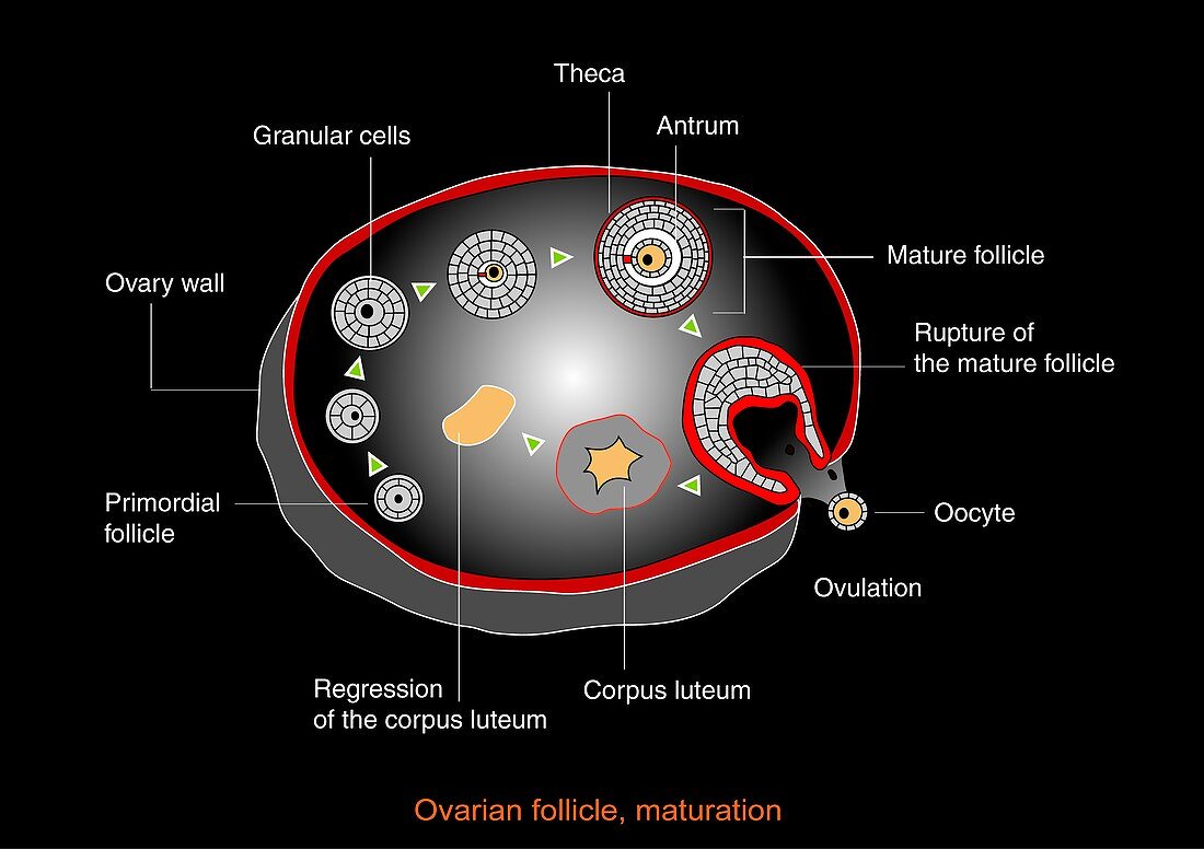Ovarian cycle,artwork